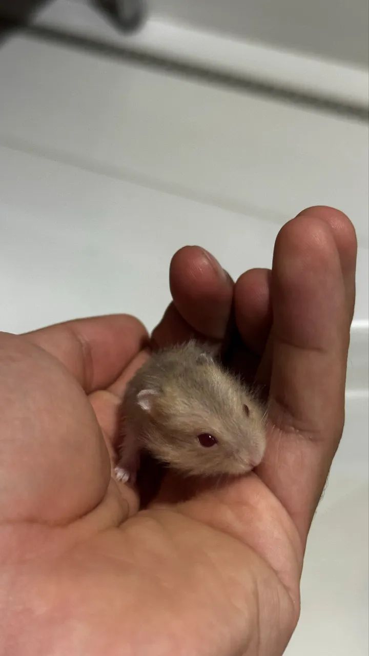 Hamsters Anão Russo Branco