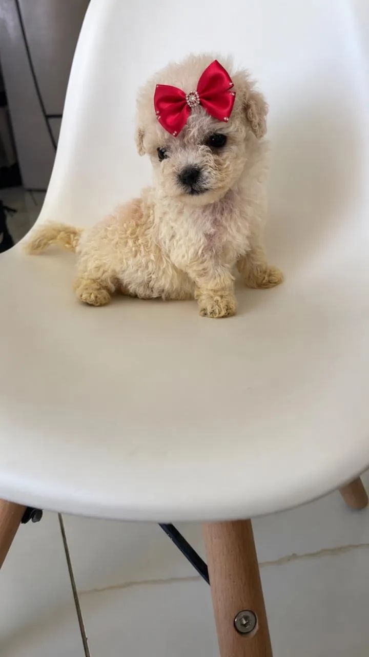 Poodle mini 