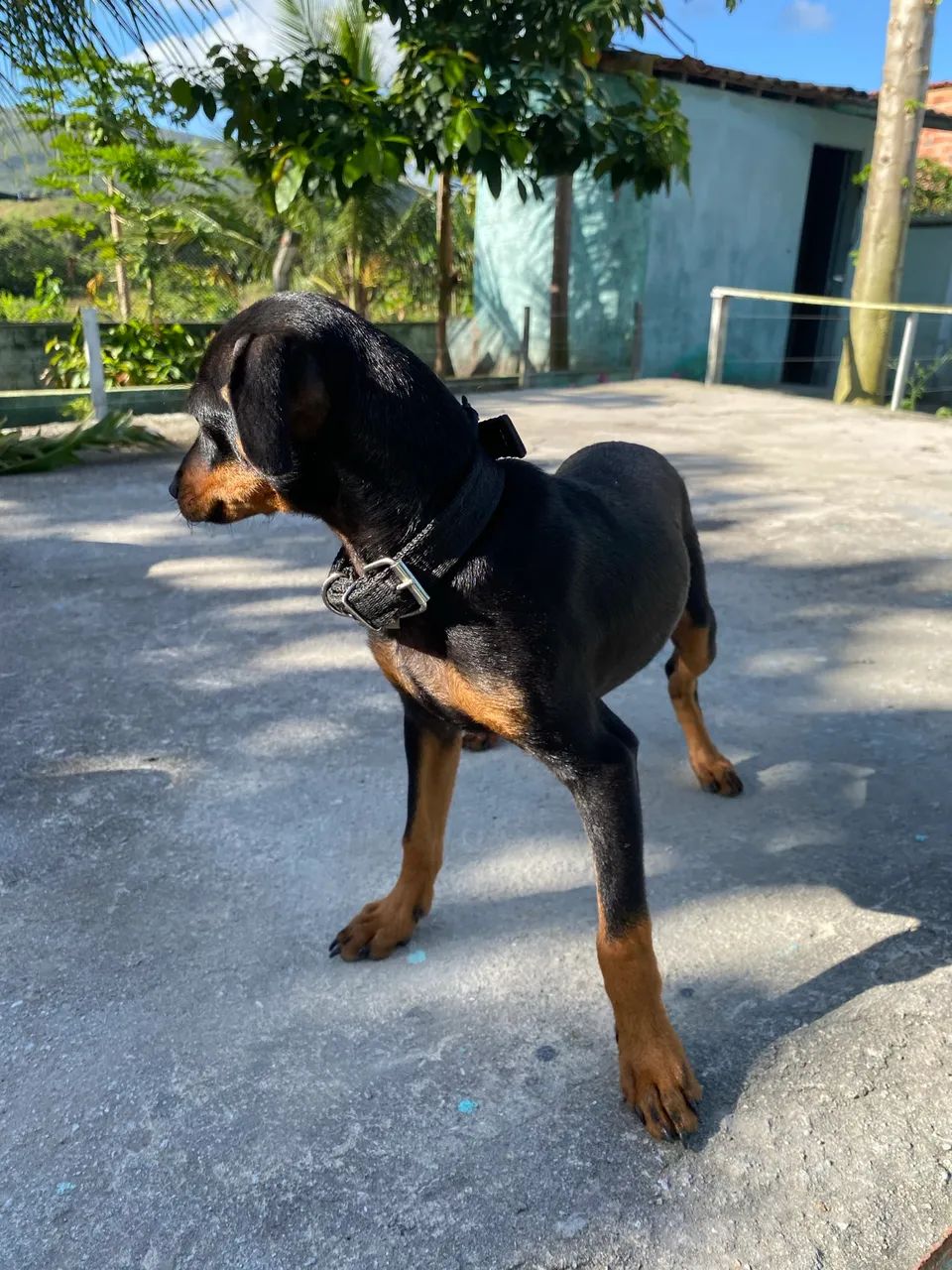 Cachorrinho pinsher  - Foto 3