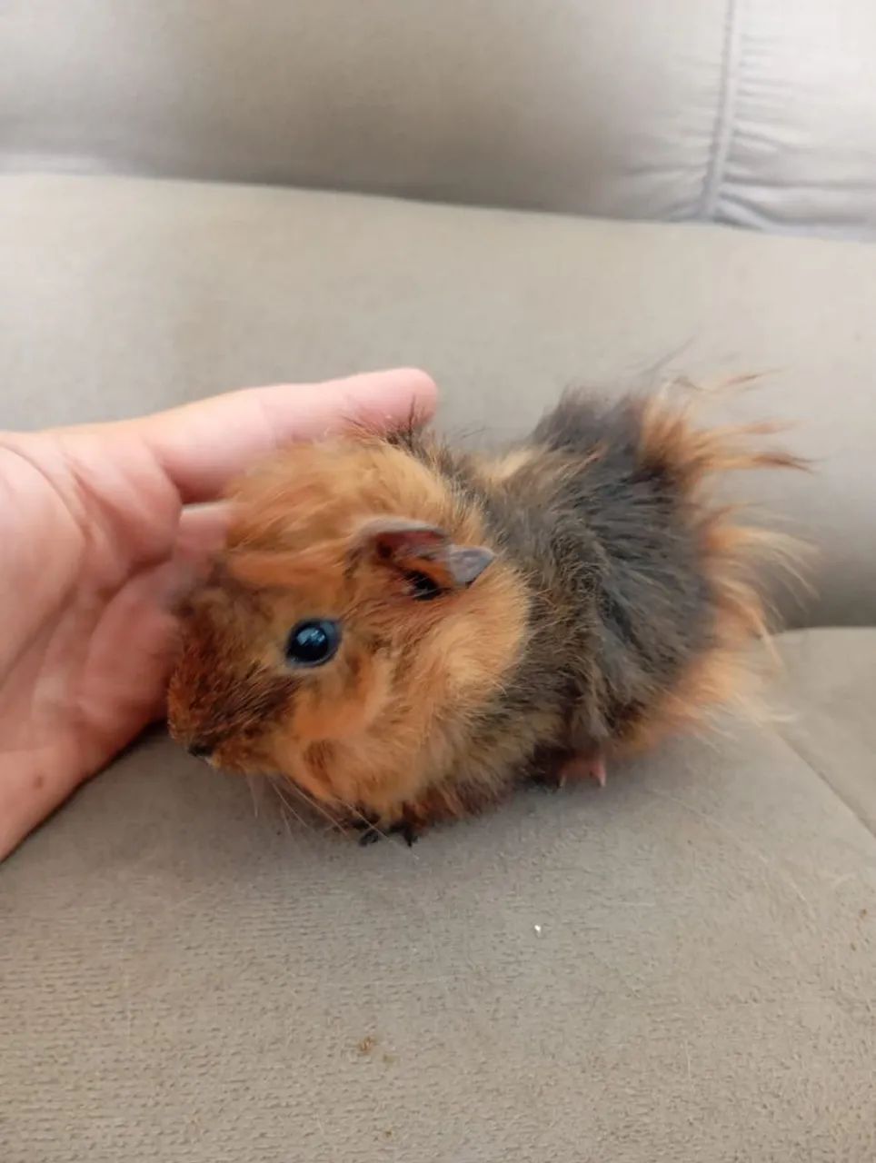 Vendo Porquinhos Da Índia  - Foto 3