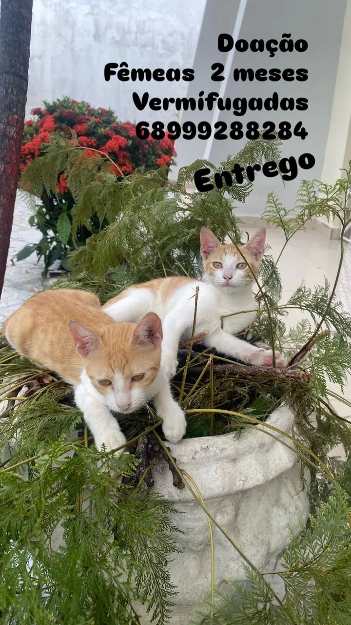 Adoção responsável  - Foto 2