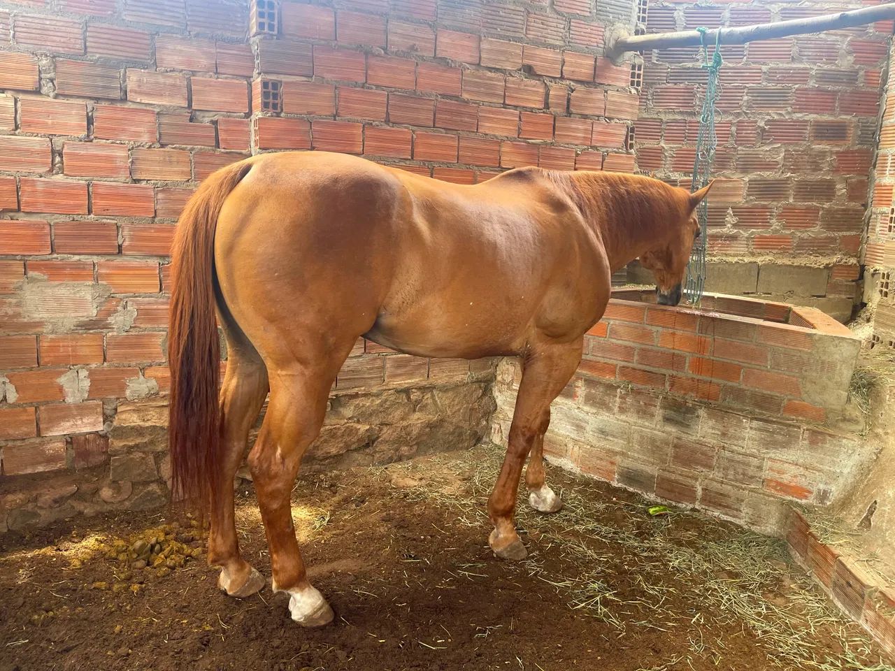 Cavalo de vaquejada  - Foto 5