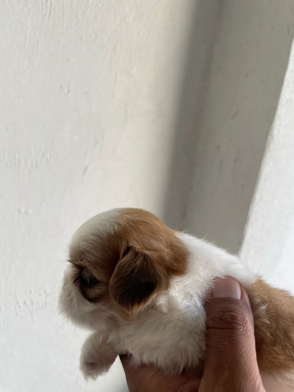 Shih tzu macho  - Foto 2