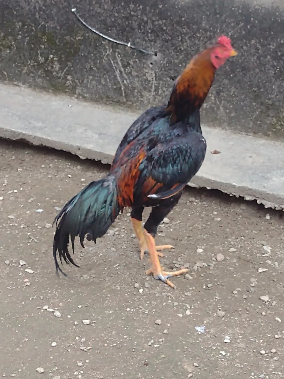 Vendo galos e galinhas  - Foto 4