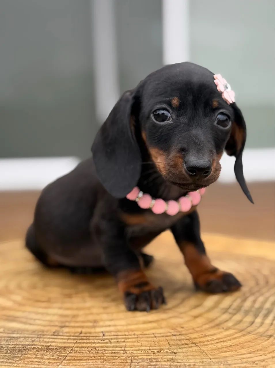 Dachshund Linguicinha