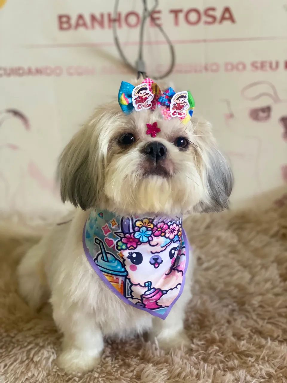 Shitzu macho  - Foto 4
