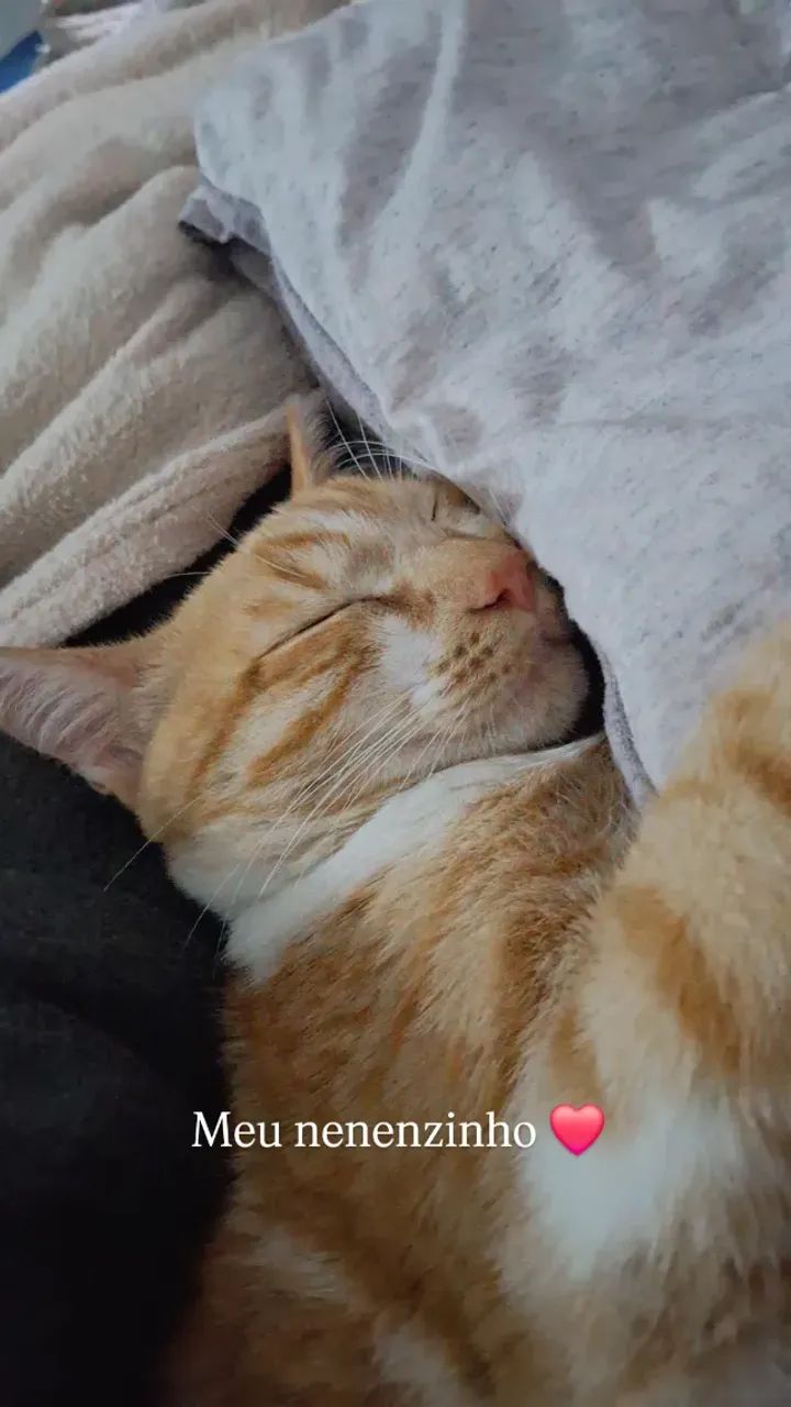 Doação de gato macho