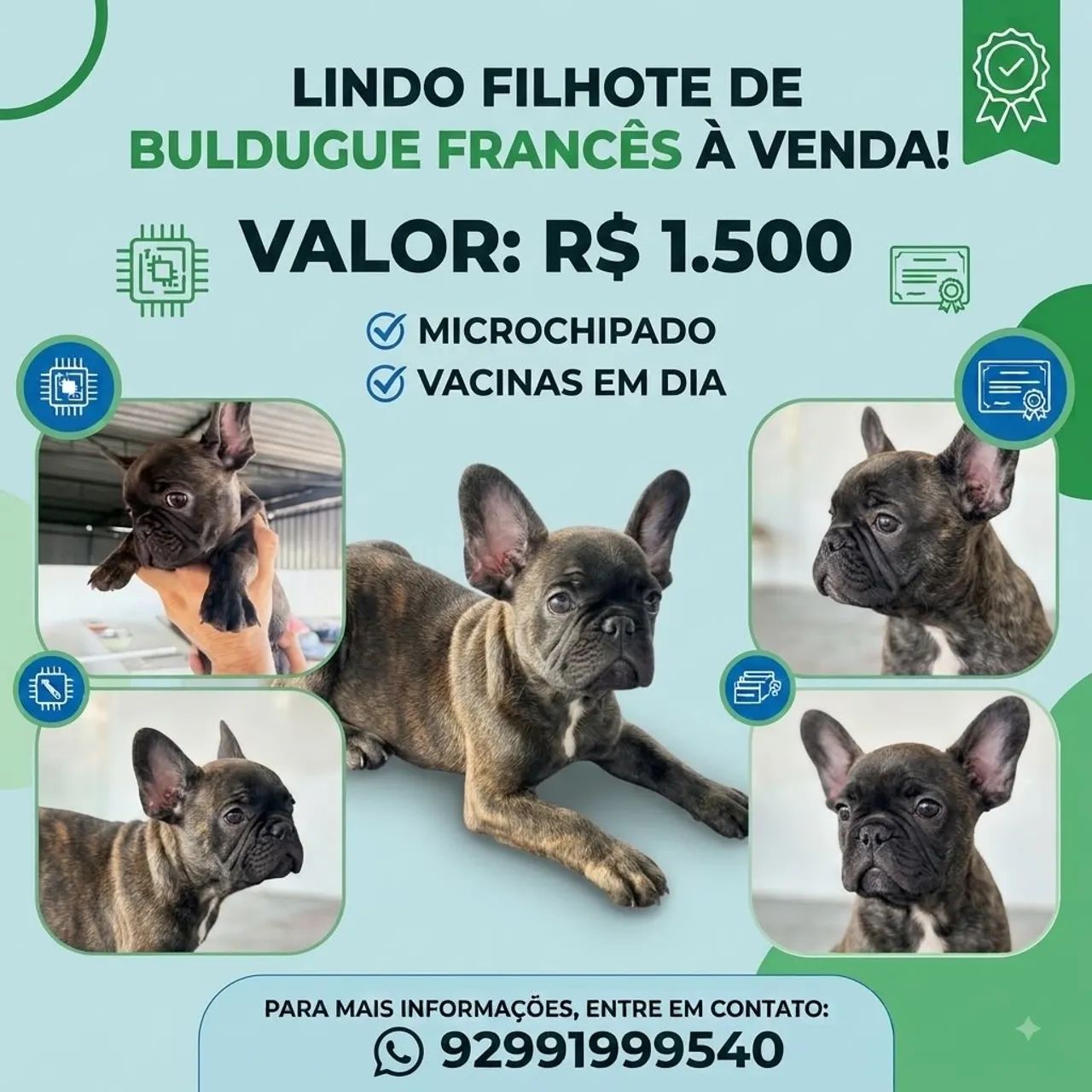 Buldogue francês 