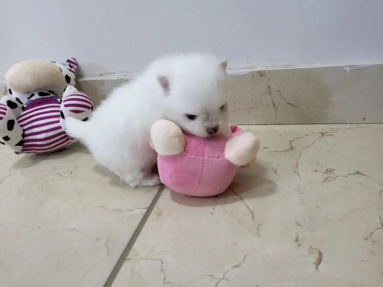 Spitz Alemão 