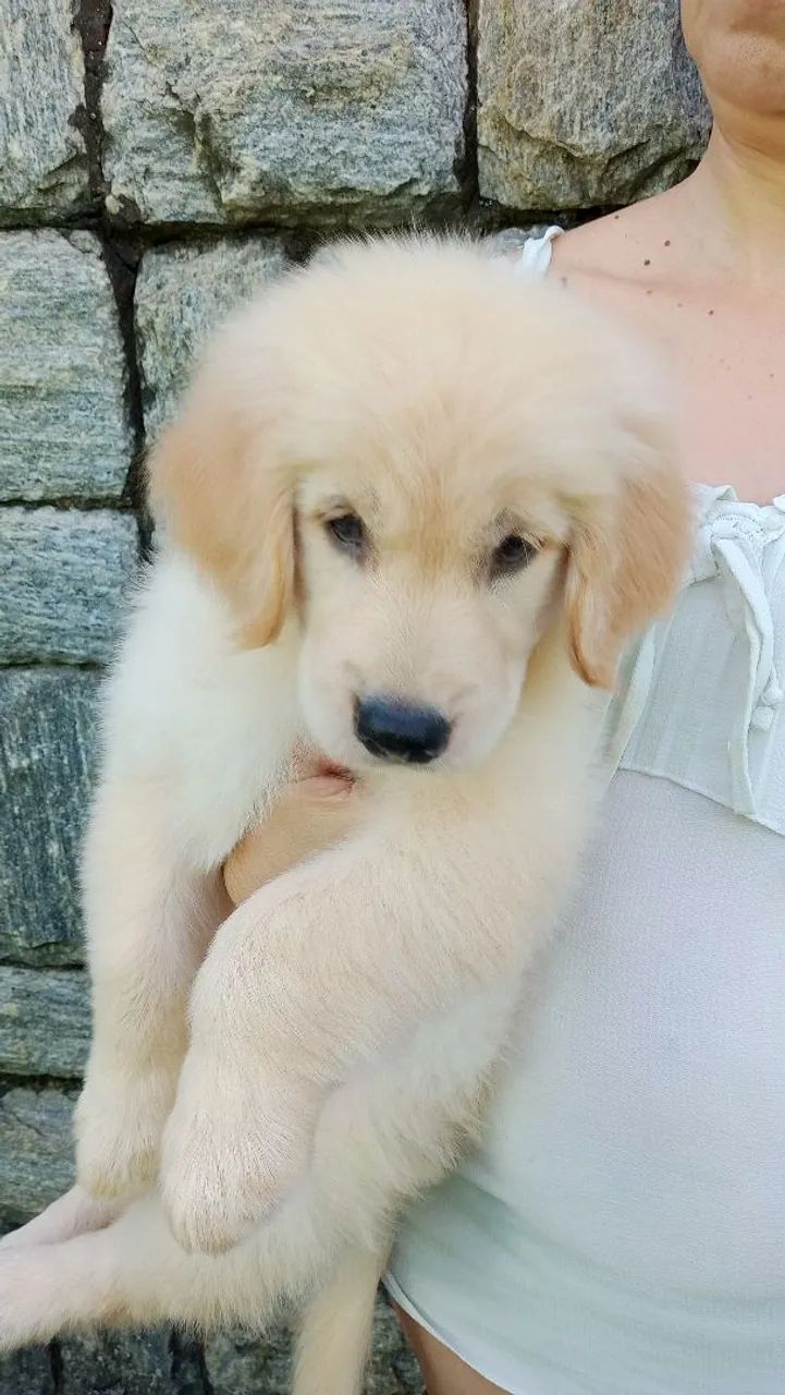 Golden fêmea  - Foto 2
