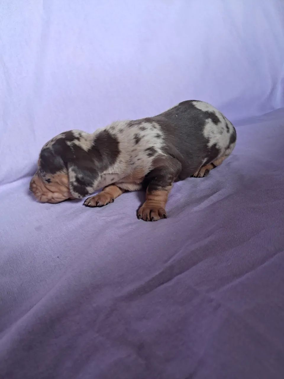 Dachshund  - Foto 4