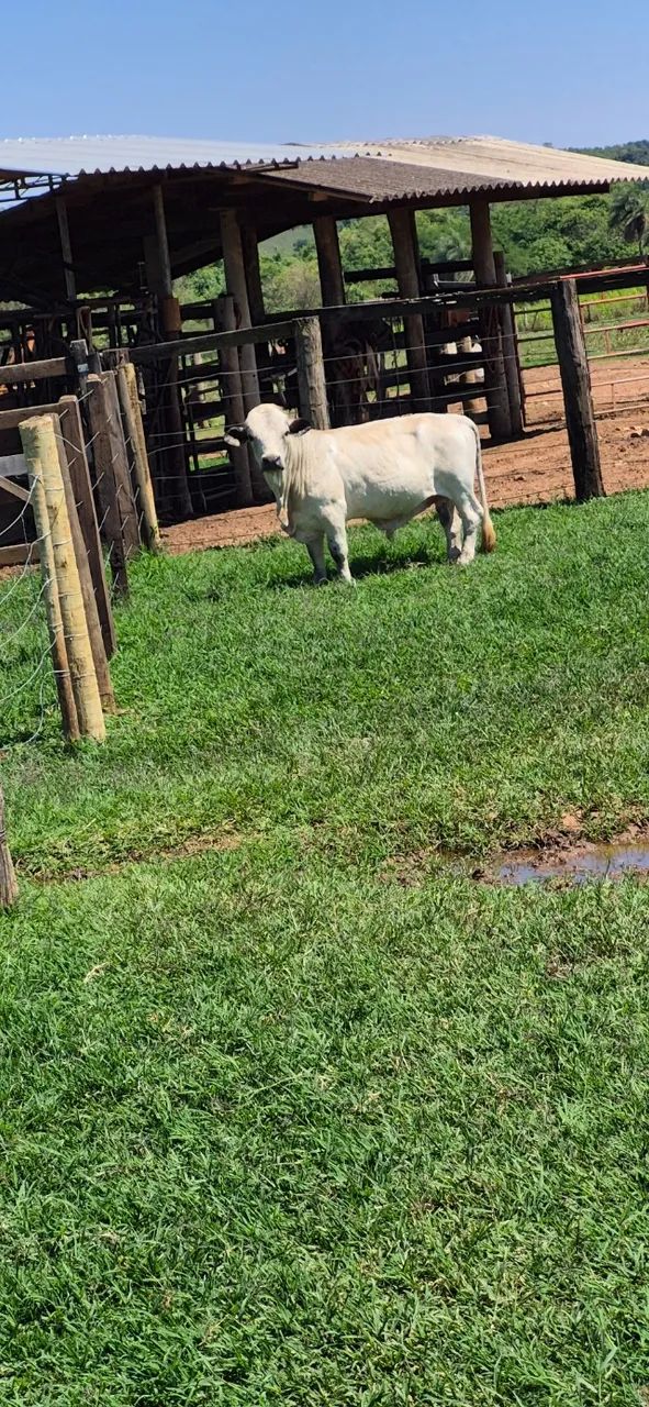 Casal de Mini vaca e Mini Boi - Foto 4