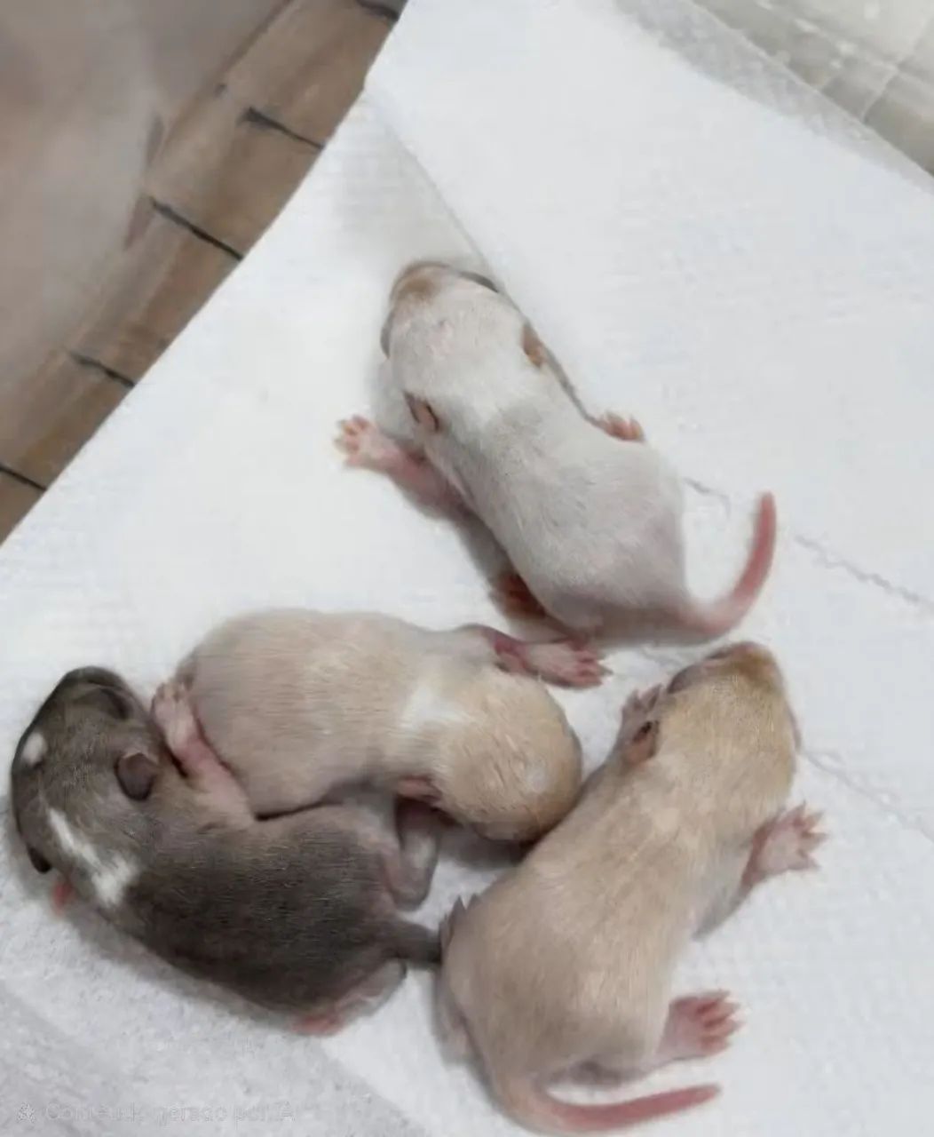 Vendo esquilo da Mongólia (Gerbil) - Foto 2