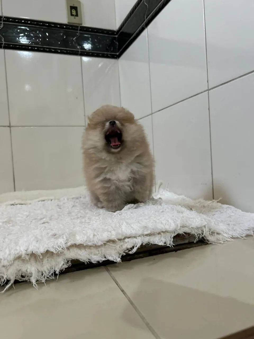 Spitz alemão anão  - Foto 2
