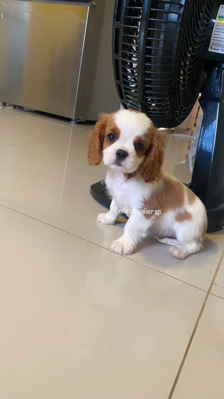 Cavalier fêmea e machinho  - Foto 3