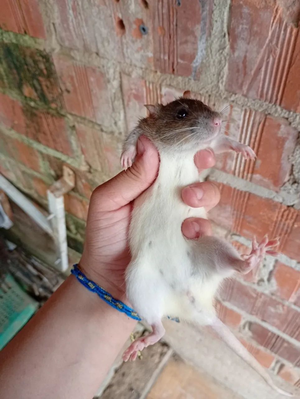 Troco  - Foto 4