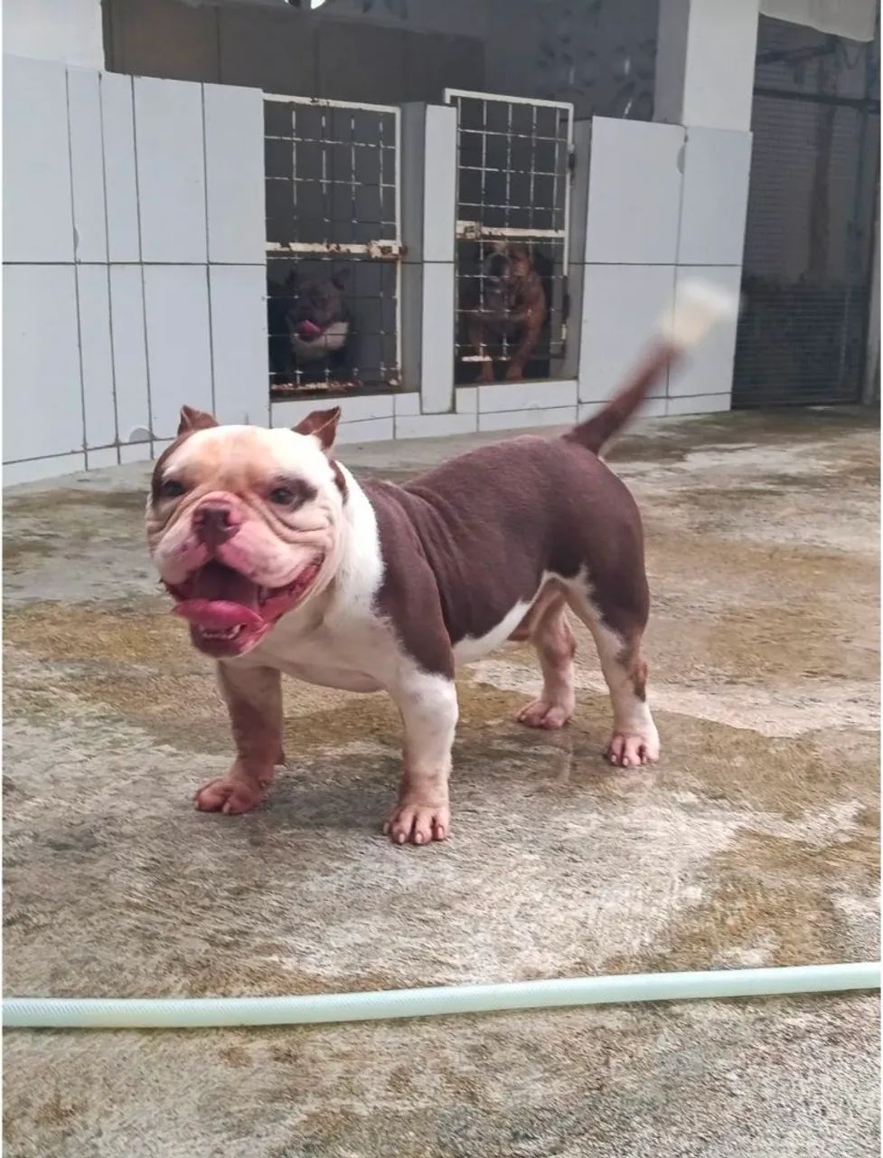 American Bully 