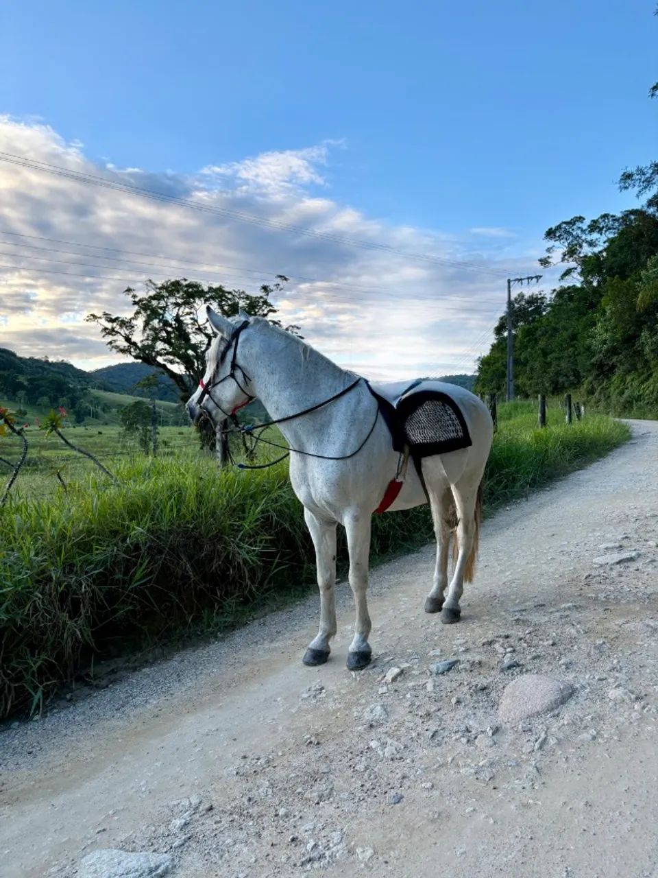 Cavalo mangalarga marchador  - Foto 2