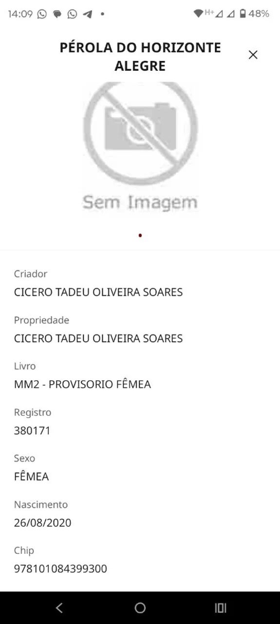 Égua Mangalarga Machador registrada na Abccmm - Foto 6