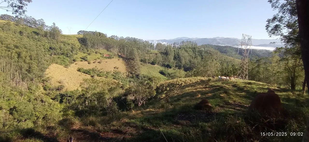 Sítio com Eucalipto em Pé, 1 Brota, São Francisco Xavier - Foto 2