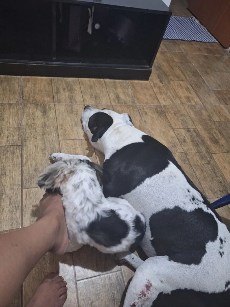 Cachorro  - Foto 5