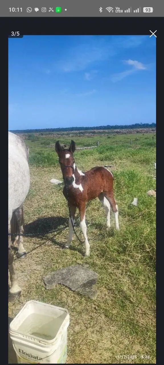 Égua parida  - Foto 3