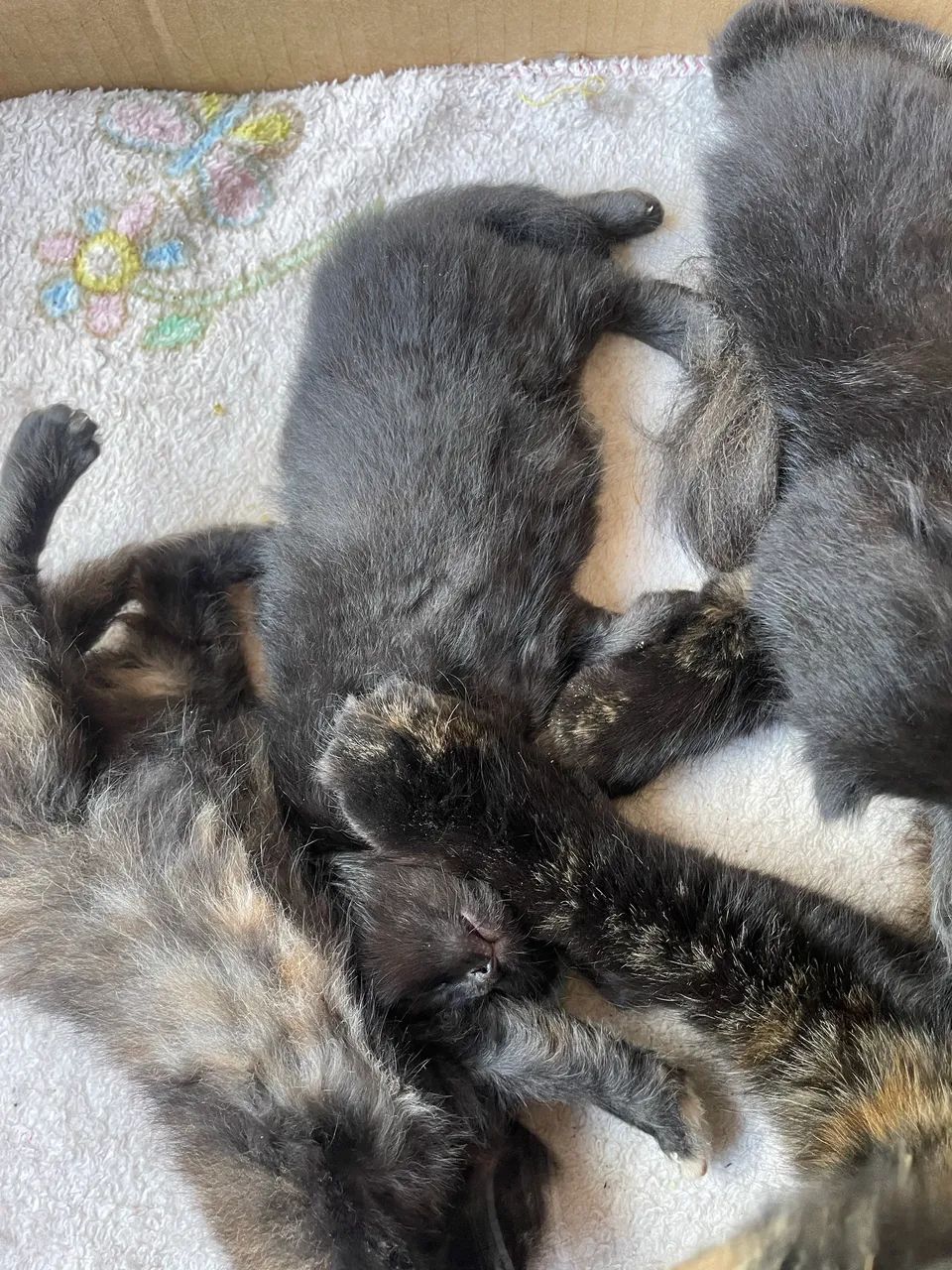 Filhotes de gato persa  - Foto 3