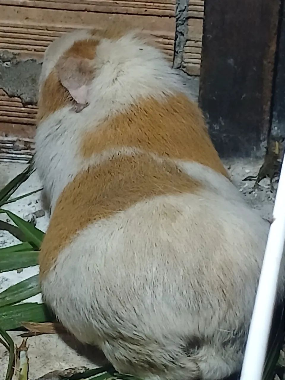 Cuy gigante peruano
