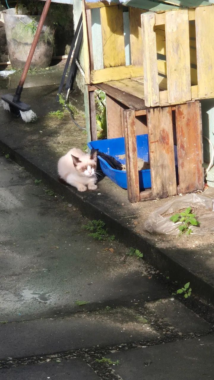 Adoção de gato - Foto 3