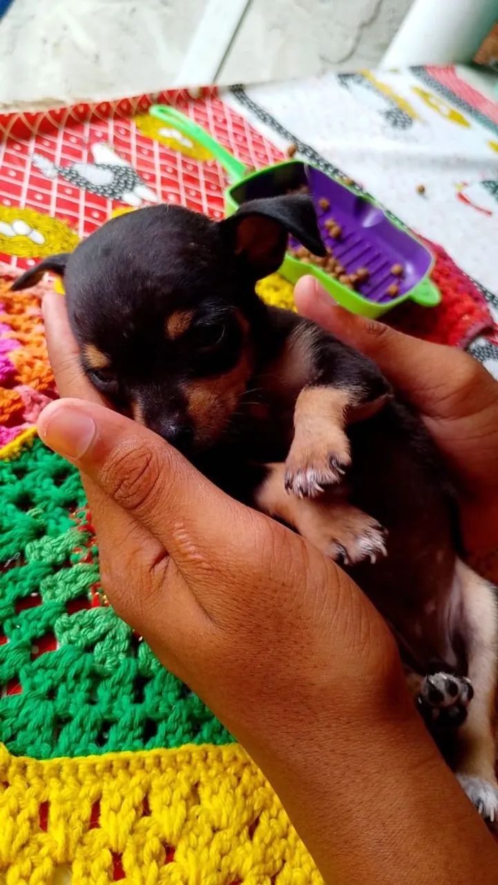 Cachorro Pinscher  - Foto 2