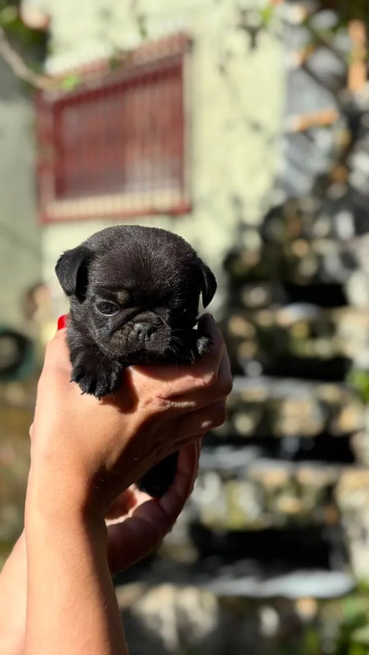 Filhotes de Pug (macho)