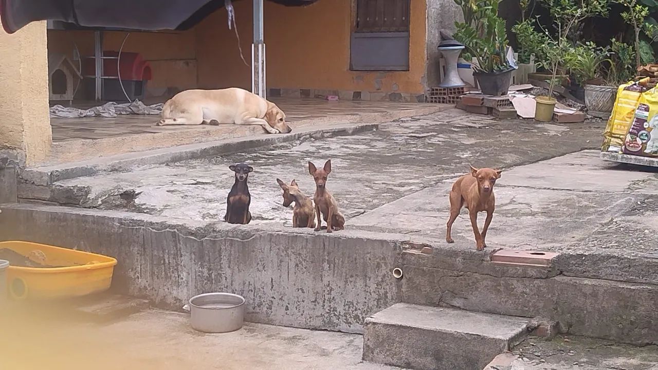 Cachorro pinscher - Foto 2