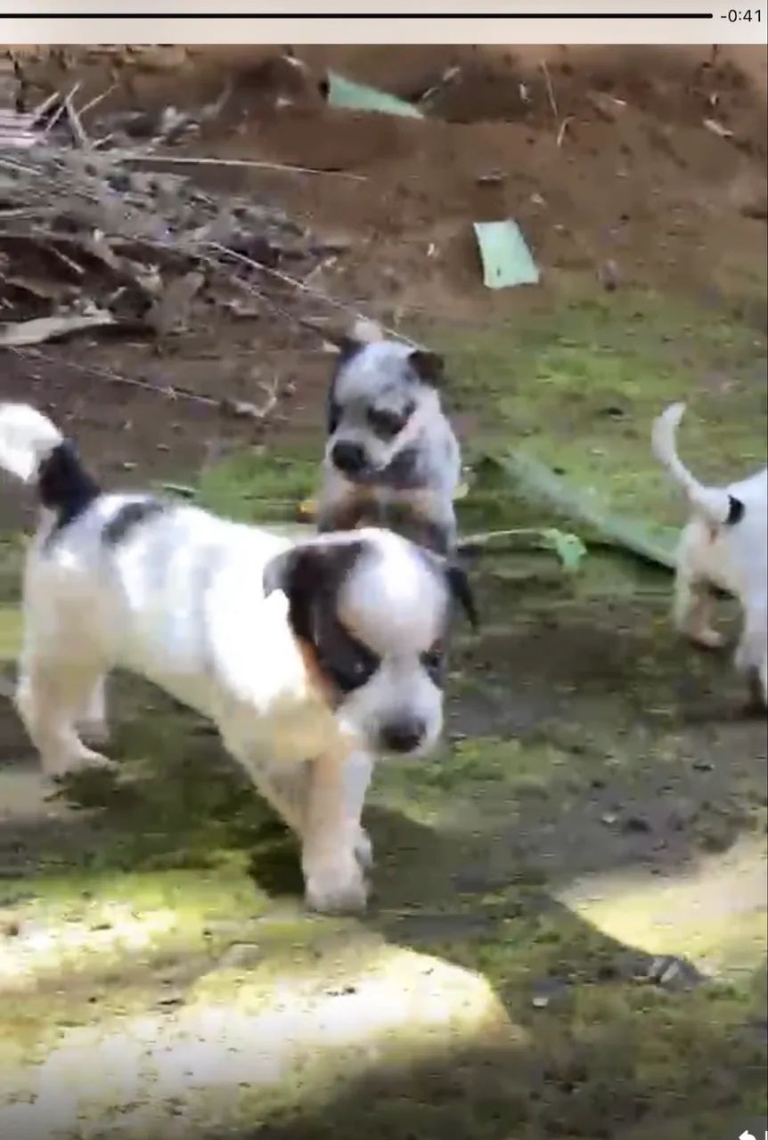 Blue heeler 