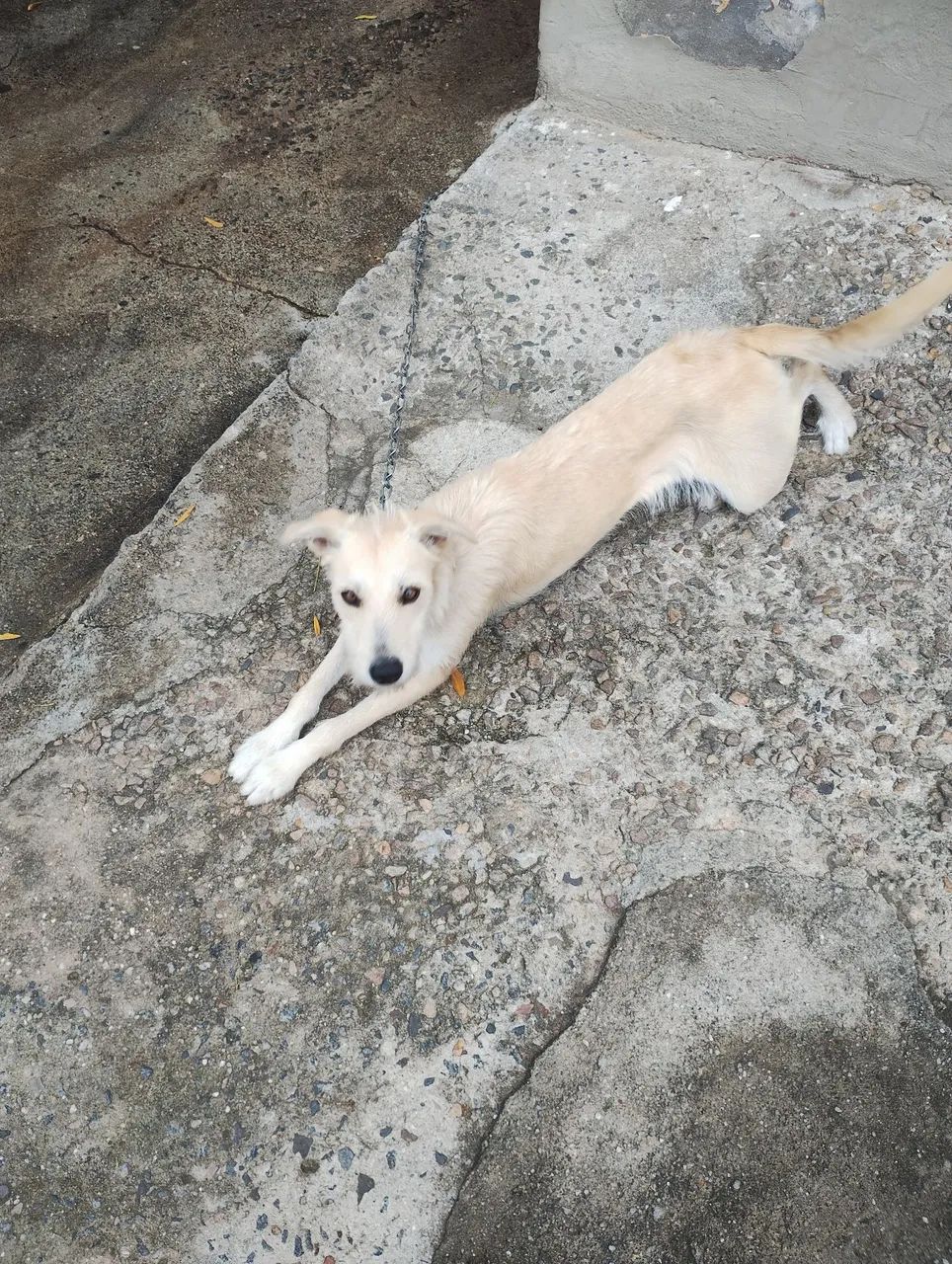 doação cachorra 