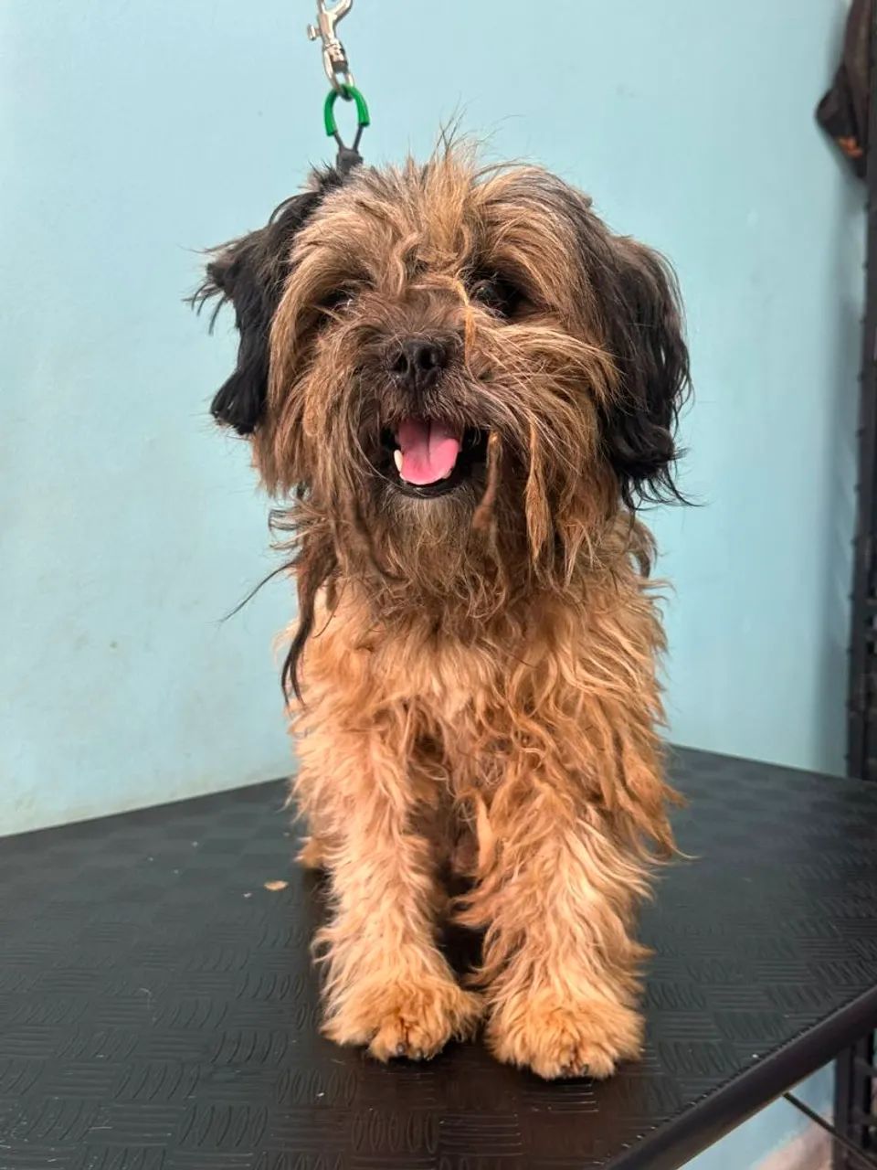 Doação Responsável de Cachorro  - Foto 4