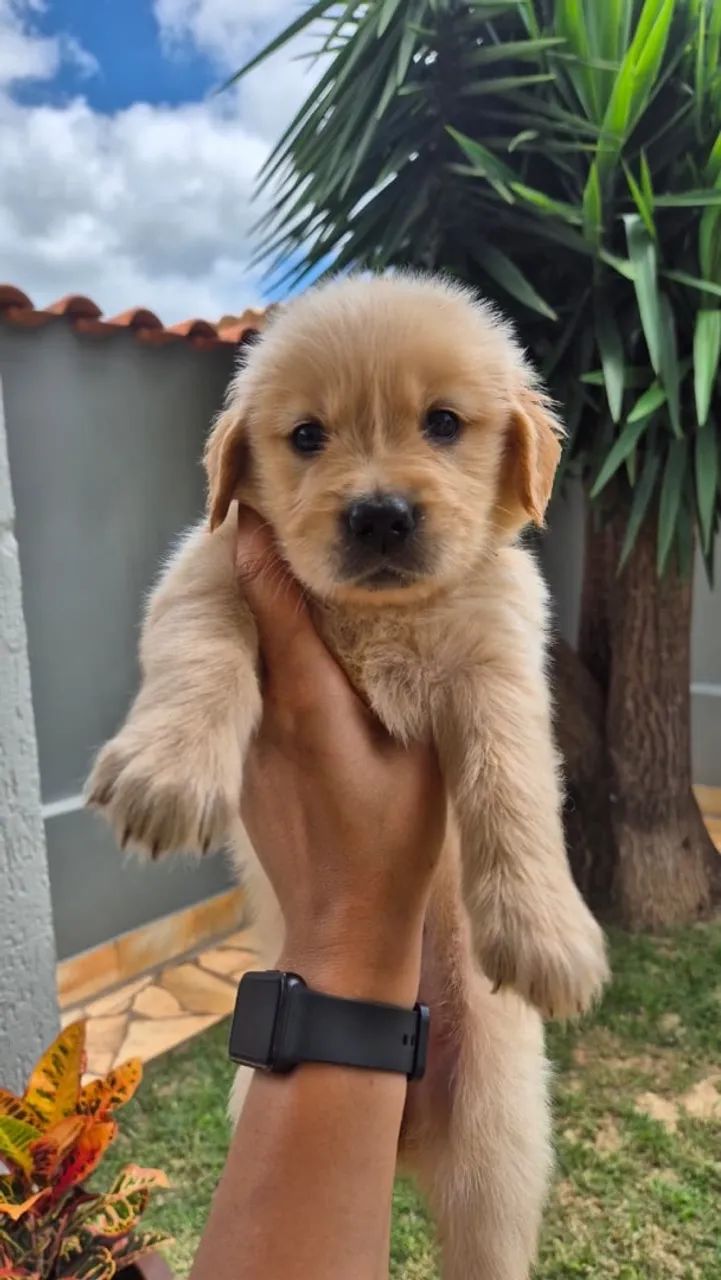 Golden Retriever  - Foto 2