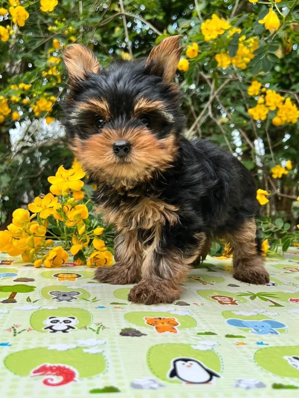 O estilo e a elegância do Yorkshire Terrier