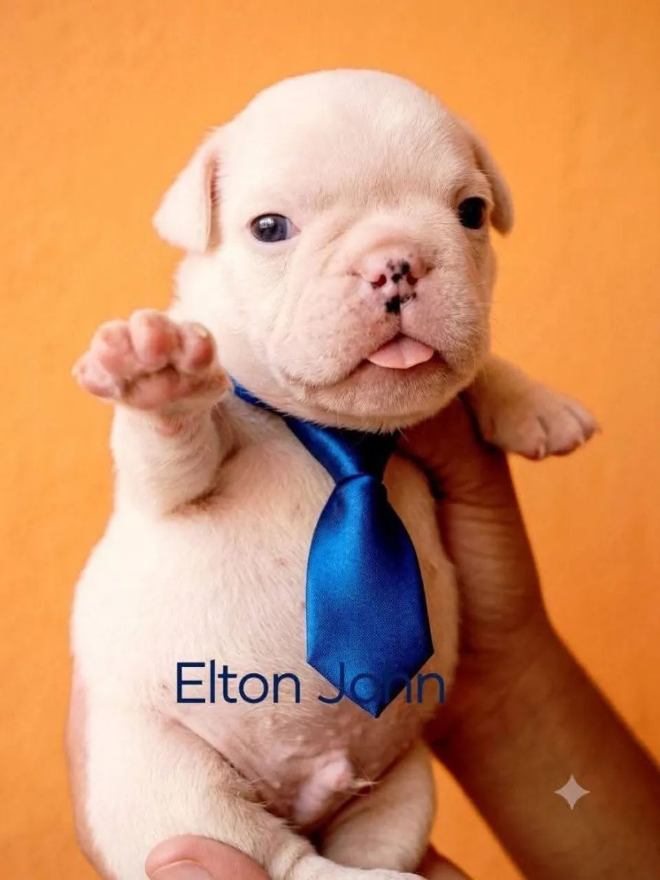 Bulldog inglês  mini - Foto 3