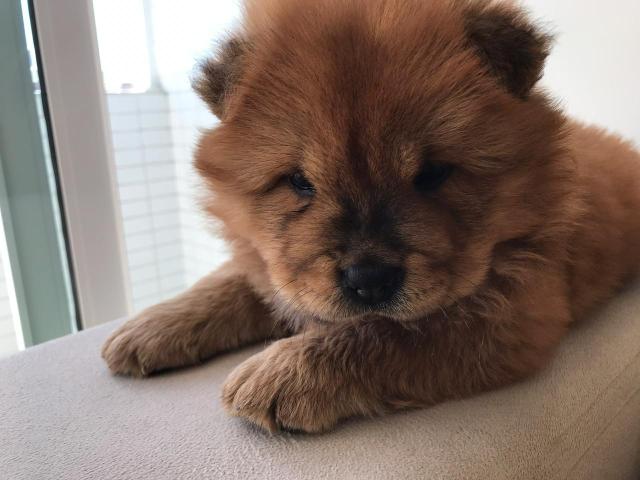 Chow Chow Americano - Foto 4