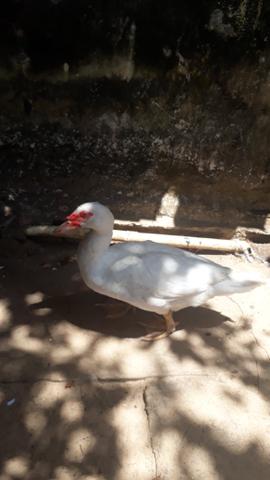 Promoção Dois Patos - Foto 5