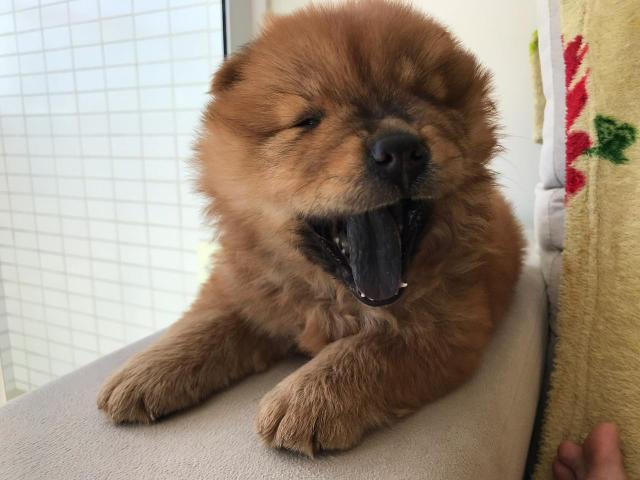 Chow Chow Americano - Foto 5