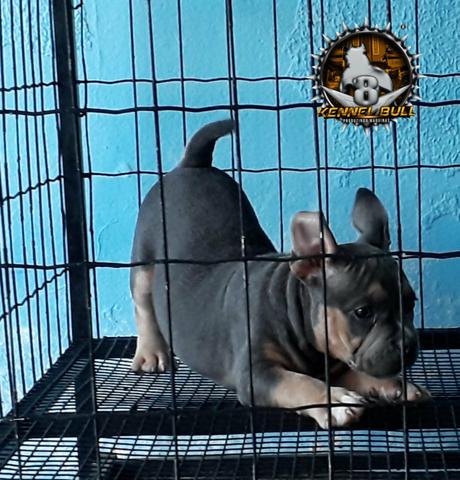 American bully - Foto 3