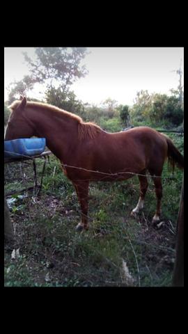Vendo este cavalo ou troco por moto