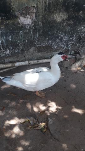 Promoção Dois Patos - Foto 4