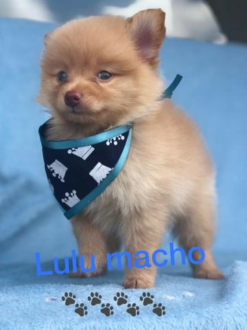 Spitz Alemão anões (tamanho adulto 20 a 22cm), top padrão da raça!
