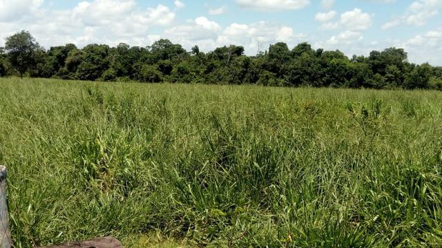 Fazenda Produtiva de Frango P/Frigor Projeto Aprovado - Nova Marilândia - 7 Km da Cidade - Foto 17