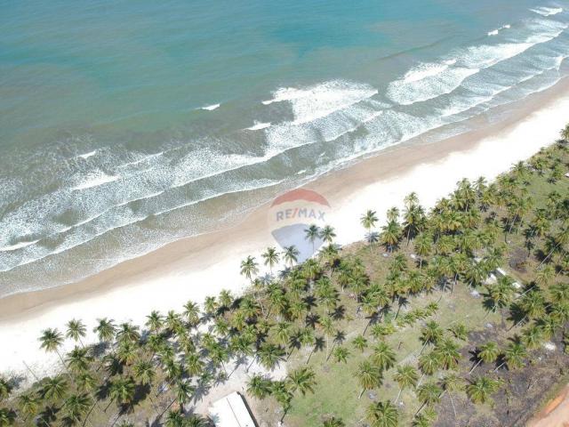 Terreno à venda, 117242 m² por r$ 3.100.000 - aritaguá - itacaré/ba - Foto 6