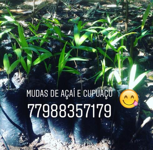 Mudas de açaí - Foto 4