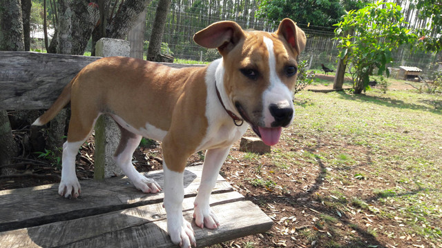 Pitbull - Foto 4