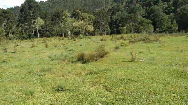 Fazenda Terreno Rural Sitio Chácara Gado - Foto 14